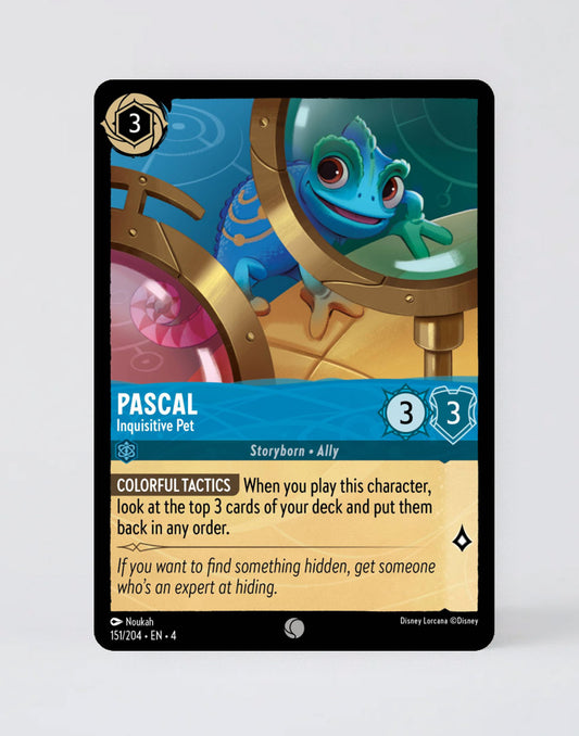 Pascal - Inquisitive Pet